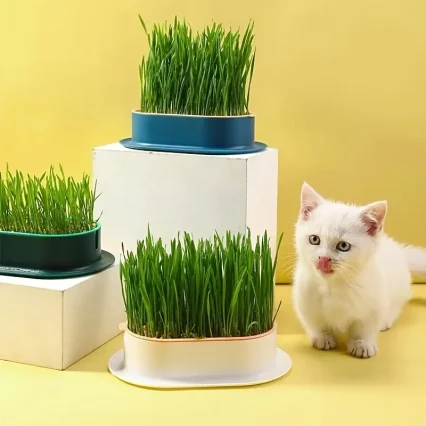 Recipiente Pasto gatuno Verde